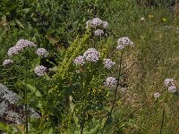 Valeriana sambucifolia 1, Saxifraga-Jan van der Straaten