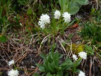 Valeriana saxatilis