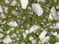 Valeriana supina 1, Saxifraga-Luuk Vermeer