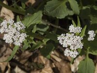 Valeriana tripteris 1, Saxifraga-Marijke Verhagen