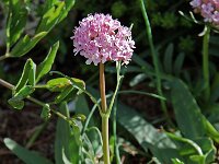 Valeriana tuberosa, Mountain Spikenard