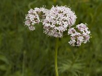 Valeriana versifolia