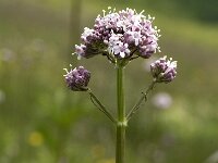 Valeriana walrothi