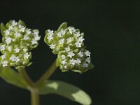 Valerianella carinata, Keeled-fruiten Cornsalad