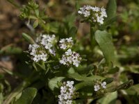 Valerianella echinata