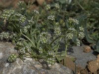 Valerianella echinata 2, Saxifraga-Willem van Kruijsbergen