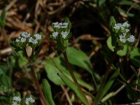 Valerianella locusta, Common Cornsalad