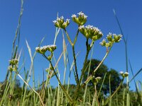 Valerianella rimosa