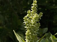 Veratrum album, White False-hellebore