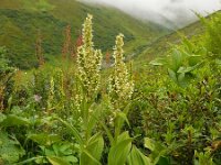 Veratrum lobelianum