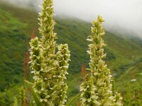 Veratrum lobelianum 10, Saxifraga-Ed Stikvoort