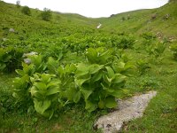 Veratrum lobelianum 4, Saxifraga-Ed Stikvoort