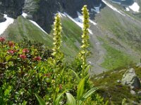 Veratrum lobelianum 5, Saxifraga-Ed Stikvoort