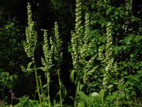 Veratrum lobelianum 6, Saxifraga-Ed Stikvoort