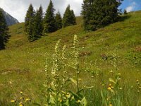 Veratrum lobelianum 7, Saxifraga-Ed Stikvoort