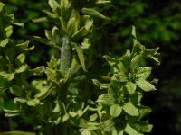 Veratrum lobelianum 8, Saxifraga-Ed Stikvoort