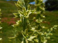 Veratrum lobelianum 9, Saxifraga-Ed Stikvoort