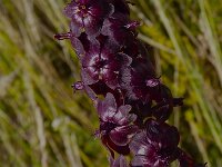 Veratrum nigrum 3, Saxifraga-Jasenka Topic