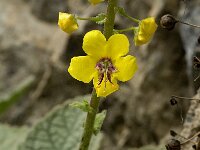 Verbascum arcturus