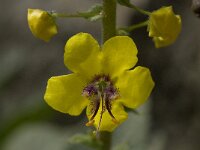 Verbascum arcturus 10, Saxifraga-Willem van Kruijsbergen