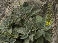 Verbascum arcturus 11, Saxifraga-Willem van Kruijsbergen