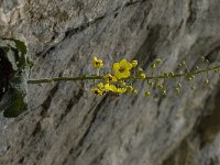 Verbascum arcturus 12, Saxifraga-Willem van Kruijsbergen