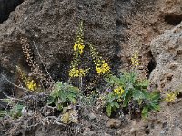 Verbascum arcturus 13, Saxifraga-Harry Jans