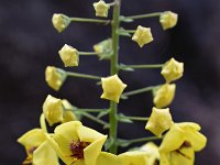 Verbascum arcturus 15, Saxifraga-Harry Jans