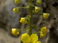 Verbascum arcturus 2, Saxifraga-Jan van der Straaten