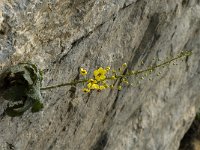 Verbascum arcturus 3, Saxifraga-Jan van der Straaten