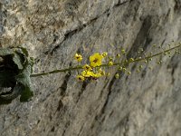 Verbascum arcturus 4, Saxifraga-Jan van der Straaten