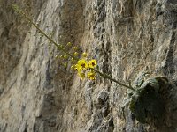 Verbascum arcturus 5, Saxifraga-Jan van der Straaten