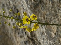 Verbascum arcturus 6, Saxifraga-Jan van der Straaten