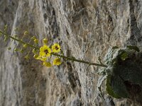 Verbascum arcturus 7, Saxifraga-Willem van Kruijsbergen