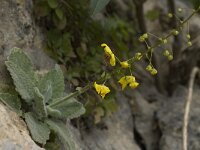 Verbascum arcturus 8, Saxifraga-Willem van Kruijsbergen