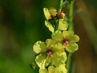 Verbascum blattaria, Moth Mullein