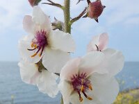 Verbascum blattaria 30, Mottenkruid, Saxifraga-Ed Stikvoort : s9900