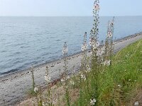 Verbascum blattaria 31, Mottenkruid, Saxifraga-Ed Stikvoort : s9900