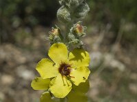 Verbascum boerhavii 1, Saxifraga-Willem van Kruijsbergen