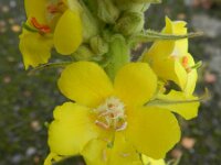 Verbascum densiflorum 13, Stalkaars, Saxifraga-Rutger Barendse
