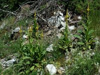 Verbascum densiflorum 4, Stalkaars, Saxifraga-Marijke Verhagen