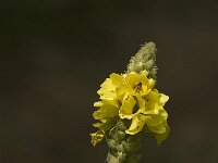 Verbascum densiflorum 9, Stalkaars, Saxifraga-Jan van der Straaten