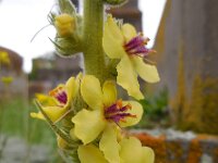 Verbascum laxum