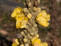 Verbascum longifolium