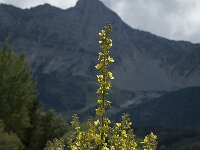 Verbascum lychnitis, White Mullein