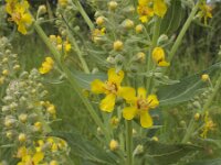 Verbascum lychnitis 30, Melige toorts, Saxifraga-Ed Stikvoort : rondom Sail-sous-Couzan