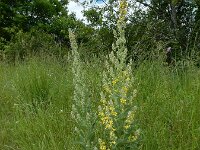 Verbascum lychnitis 33, Melige toorts, Saxifraga-Ed Stikvoort : rondom Sail-sous-Couzan s9900