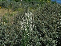 Verbascum lychnitis 34, Melige toorts, Saxifraga-Ed Stikvoort