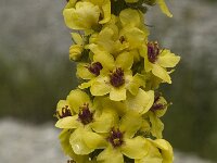 Verbascum nigrum 1, Zwarte toorts, Saxifraga-Jan van der Straaten