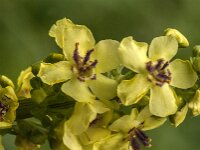 Verbascum nigrum 51, Zwarte toorts, Saxifraga-Jan van der Straaten